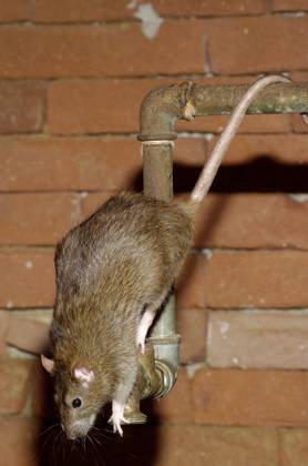 Wanderratte (Rattus norvegicus) Copyright: imageBROKER/M.xDelpho ibldma05359778