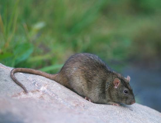 Wanderratte (Rattus norvegicus) Copyright: imageBROKER/H.xReinhard iblrni05195142