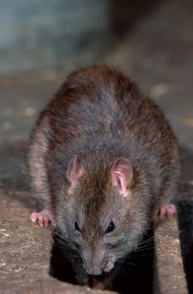 Wanderratte (Rattus norvegicus) Copyright: imageBROKER/M.xDelpho ibldma05356074