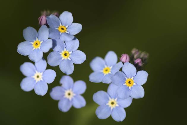 Blüten des Wasservergissmeinnichts (Myosotis palustris) (scorpioides) Copyright: imageBROKER/alimdix/xArterrax/xWouterxPattyn ibltsm09480193.jpg