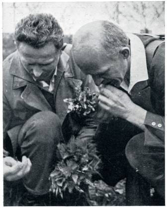 Wandervogel Movement - vegetarian hikers forage for food Members of the Sunday Plant Gatherers , a vegetarian hiking organisation, forage for food and find stinging nettles palatable and wholesome when cooked. Date: 1932  Copyright: Copyrightx(c)Geminix2023.xCredit:xGemini 12548480