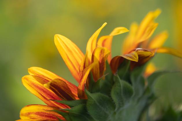 Detail of yellow, orange, and red sunflower in field. United States, Virginia, Nokesville R_YWPB230731-1222882-01