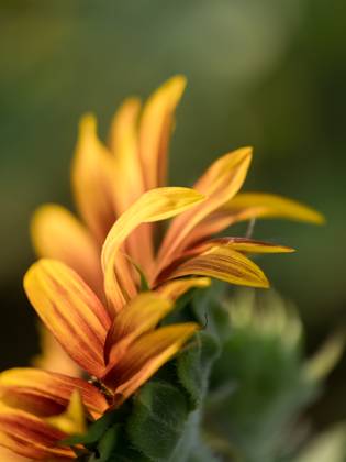 Detail of yellow, orange, and red sunflower in field. United States, Virginia, Nokesville R_YWPB230731-1222863-01