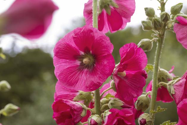 Stockrose, Stock-Rose, Stockmalve, Stock-Malve, Halsrose, Hals-Rose, Brandrose, Brand-Rose (Alcea rosea, Althaea rosea), Bluete hollyhock (Alcea rosea, Althaea rosea), flower BLWS693878
