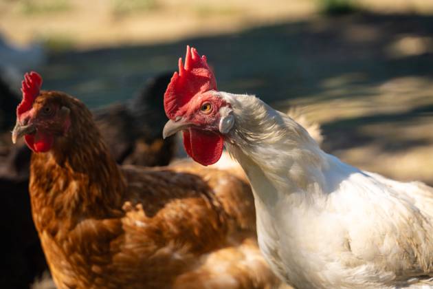 Aufnahme von einem Huhn. Hühner in artgerechter Freilandhaltung