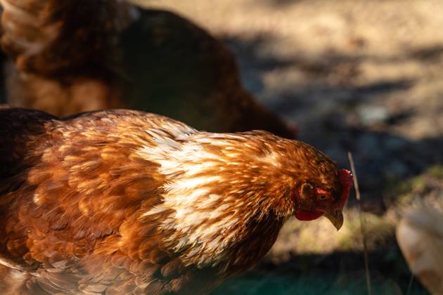 Aufnahme von einem Huhn. Hühner in artgerechter Freilandhaltung