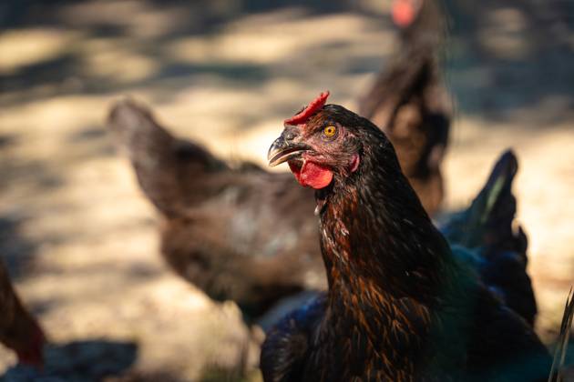 Aufnahme von einem Huhn. Hühner in artgerechter Freilandhaltung