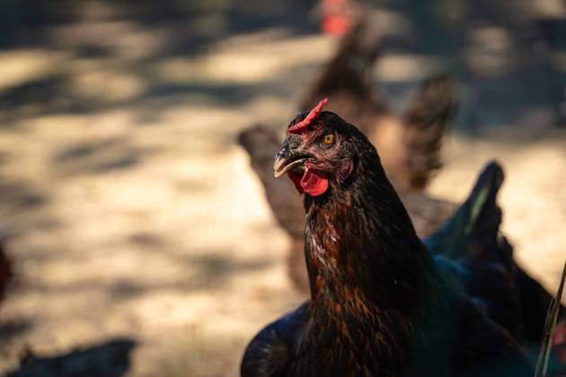 Aufnahme von einem Huhn. Hühner in artgerechter Freilandhaltung