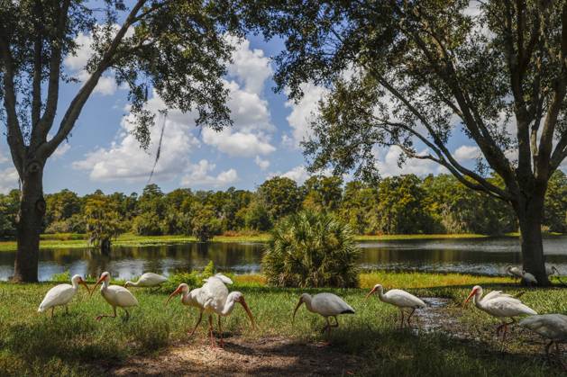 Bilder des Jahres 2023, News 09 September News Themen der Woche KW37 News Bilder des Tages September 14, 2023, Tampa, Florida, USA: A flock of ibis seen in Tampa along the Hillsborough River on Thursday, September 14, 2023. Tampa USA - ZUMAs70_ 20230914_zan_s70_015 Copyright: xIvyxCeballox