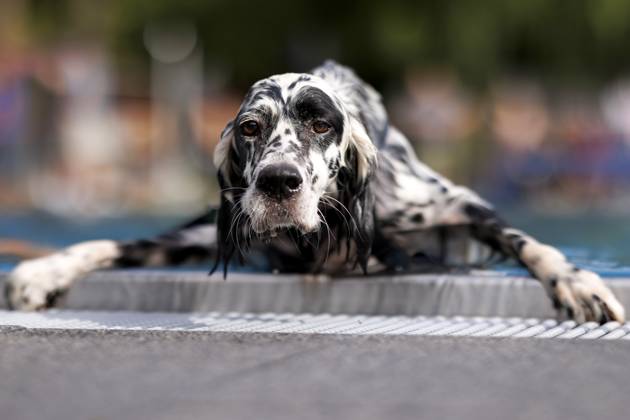 Bilder des Jahres 2023, Entertainment 09 September Entertainment Themen der Woche KW37 Entertainment Bilder des Tages Hunde beim 9. Kölner Hundeschwimmen im Freibad Stadion. Zum Abschluss einer jeden Freibad-Saison sind auch Hunde im Kölner Stadionbad erlaubt. Köln, 17.09.2023 NRW Deutschland Copyright: xChristophxHardtx