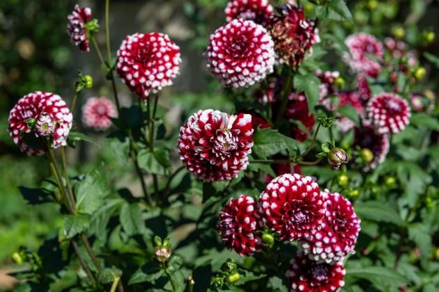 Großfiedrige Dahlie ,Natur, Die großblättrige Dahlie ist eine beliebte Zierpflanze, die für ihre prächtigen, großen Blüten in einer Vielzahl von Farben bekannt ist. Sie bevorzugt gut durchlässigen Boden und volle Sonne, um ihre volle Blütenpracht zu entfalten.