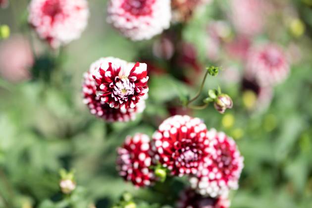 Großfiedrige Dahlie ,Natur, Die großblättrige Dahlie ist eine beliebte Zierpflanze, die für ihre prächtigen, großen Blüten in einer Vielzahl von Farben bekannt ist. Sie bevorzugt gut durchlässigen Boden und volle Sonne, um ihre volle Blütenpracht zu entfalten.