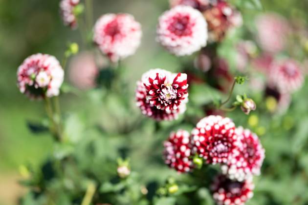 Großfiedrige Dahlie ,Natur, Die großblättrige Dahlie ist eine beliebte Zierpflanze, die für ihre prächtigen, großen Blüten in einer Vielzahl von Farben bekannt ist. Sie bevorzugt gut durchlässigen Boden und volle Sonne, um ihre volle Blütenpracht zu entfalten.