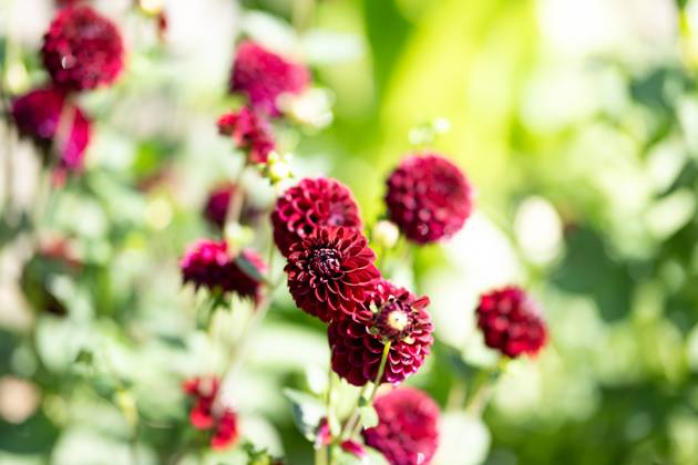 Großfiedrige Dahlie ,Natur, Die großblättrige Dahlie ist eine beliebte Zierpflanze, die für ihre prächtigen, großen Blüten in einer Vielzahl von Farben bekannt ist. Sie bevorzugt gut durchlässigen Boden und volle Sonne, um ihre volle Blütenpracht zu entfalten.