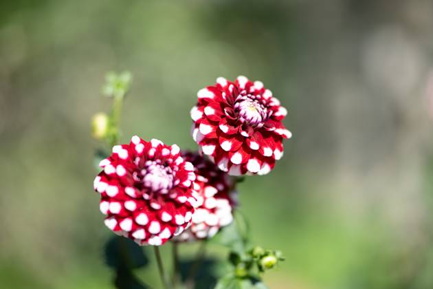 Großfiedrige Dahlie ,Natur, Die großblättrige Dahlie ist eine beliebte Zierpflanze, die für ihre prächtigen, großen Blüten in einer Vielzahl von Farben bekannt ist. Sie bevorzugt gut durchlässigen Boden und volle Sonne, um ihre volle Blütenpracht zu entfalten.