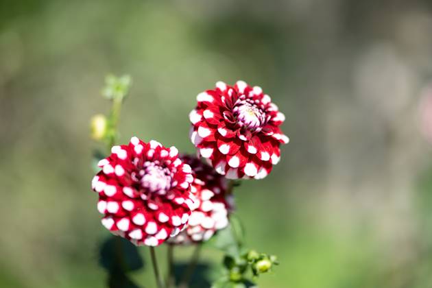 Großfiedrige Dahlie ,Natur, Die großblättrige Dahlie ist eine beliebte Zierpflanze, die für ihre prächtigen, großen Blüten in einer Vielzahl von Farben bekannt ist. Sie bevorzugt gut durchlässigen Boden und volle Sonne, um ihre volle Blütenpracht zu entfalten.