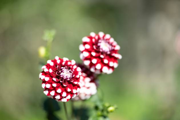 Großfiedrige Dahlie ,Natur, Die großblättrige Dahlie ist eine beliebte Zierpflanze, die für ihre prächtigen, großen Blüten in einer Vielzahl von Farben bekannt ist. Sie bevorzugt gut durchlässigen Boden und volle Sonne, um ihre volle Blütenpracht zu entfalten.
