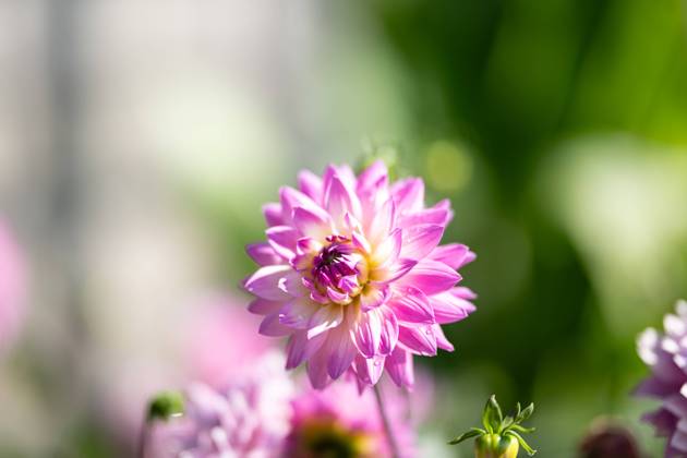 Großfiedrige Dahlie ,Natur, Die großblättrige Dahlie ist eine beliebte Zierpflanze, die für ihre prächtigen, großen Blüten in einer Vielzahl von Farben bekannt ist. Sie bevorzugt gut durchlässigen Boden und volle Sonne, um ihre volle Blütenpracht zu entfalten.