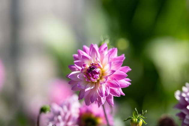 Großfiedrige Dahlie ,Natur, Die großblättrige Dahlie ist eine beliebte Zierpflanze, die für ihre prächtigen, großen Blüten in einer Vielzahl von Farben bekannt ist. Sie bevorzugt gut durchlässigen Boden und volle Sonne, um ihre volle Blütenpracht zu entfalten.