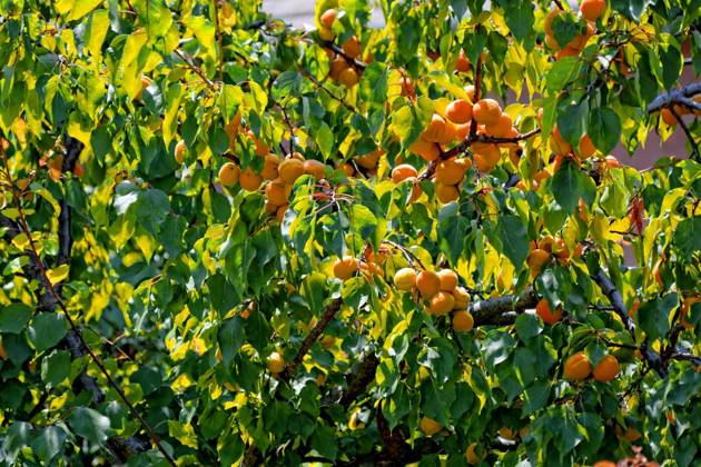 Aeste with ripe apricots,apricots,prunus armeniaca, Aeste with ripe apricots,apricots,prunus armeniaca property released , 06.10.2014, Copyright: xokox Panthermedia12611600.jpg