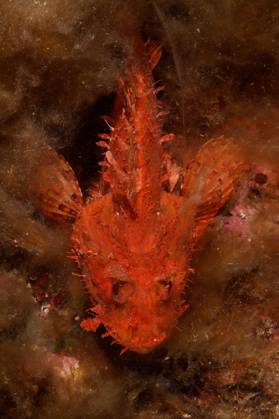 Großer Roter Drachenkopf (Scorpaena scrofa), Meersau, von oben. Tauchplatz Meeresschutzgebiet Cap de Creus, Rosas, Costa Brava, Spanien, Mittelmeer, Europa Copyright: imageBROKER/RolfxvonxRiedmatten ibxrvo09653090