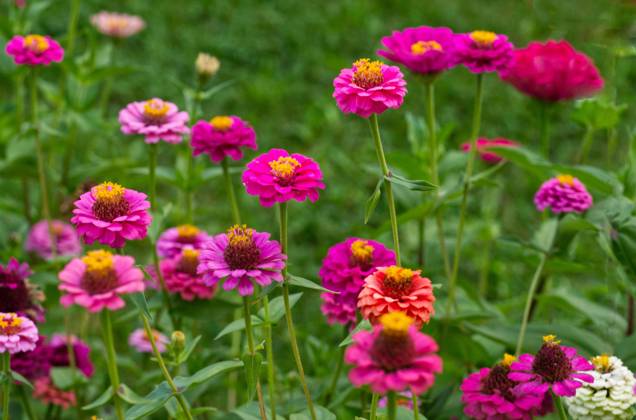 Zinnien (Zinnia) bunte Mischung Copyright: imageBROKER/RalfxHoppe ibxrfh09665971.jpg