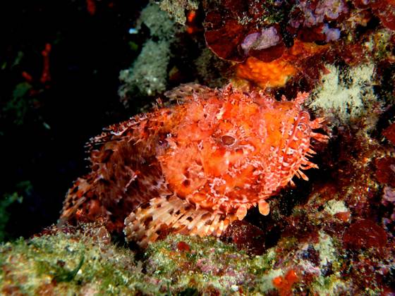 Großer Roter Drachenkopf (Scorpaena scrofa), Meersau. Tauchplatz Meeresschutzgebiet Cap de Creus, Rosas, Costa Brava, Spanien, Mittelmeer, Europa Copyright: imageBROKER/RolfxvonxRiedmatten ibxrvo09686081