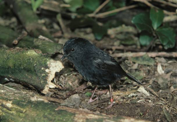 Karure ist Neuseelands Vogel des Jahres, Archivbilder CHATHAM ISLAND ROBIN CHATHAM ISLAND ROBIN ringed bird named Crunch Petroica traversi Critically endangered. About 30 left on Mangare & other sub-Antarctic islands., Credit:ANT Avalon  Copyright: xANTx xAvalonx 0516777007