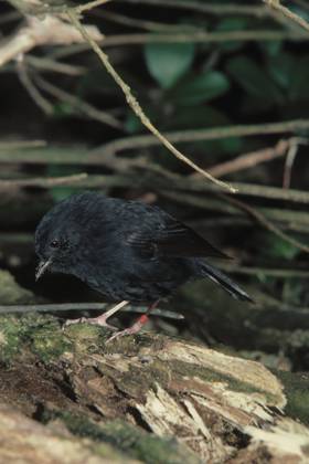 Karure ist Neuseelands Vogel des Jahres, Archivbilder CHATHAM ISLAND ROBIN CHATHAM ISLAND ROBIN ringed bird Petroica traversi named Crunch Critically endangered About 30 left, confined to Mangare & nearby islands of New Zealand, Credit:ANT Avalon  Copyright: xANTx xAvalonx 0516778173