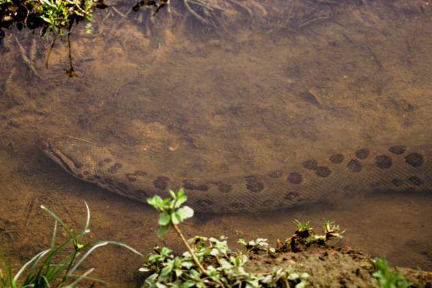 Green Anaconda Green Anaconda Eunectes m.......... Green Anaconda Green Anaconda Eunectes murinus, Credit:Erwin & Peggy Bauer Avalon  Copyright: xErwinx&xPeggyxBauerx xAvalonx 0517150673