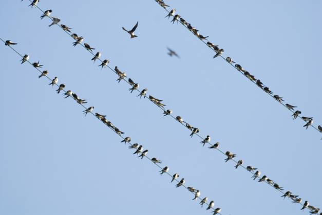 House Martins (Delichon urbicum) gatheri.......... House Martins (Delichon urbicum) gathering on power line during migration, Bulgaria, September, Credit:LEANDER KHIL Avalon  Copyright: xLEANDERxKHILx xAvalonx 0518297960