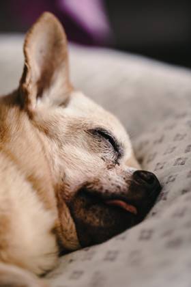 Crop dog with closed eyes sleeping on white sofa at home against blurred background Model Released HiCarles_ID17030_518983_022 Copyright: xHixCarlesx