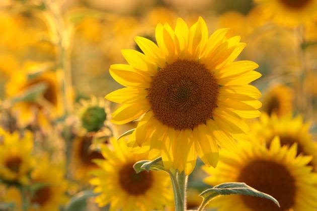 Sunflower Sunflower - Helianthus annuus at sunset Copyright: xZoonar.com PaulxAniszewskix 20530058