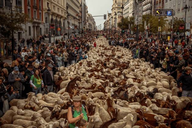 Bilder des Jahres 2023, Entertainment 10 Oktober Entertainment Themen der Woche KW42 Entertainment Bilder des Tages October 22, 2023, Madrid, Madrid, Spain: More than 1200 sheep and goats invade the Spanish capital during the annual Trashumancia or Transhumance festival as they stomp through the elegant streets. Madrid Spain - ZUMAo105 20231022_fap_o105_023 Copyright: xMatthiasxOesterlex