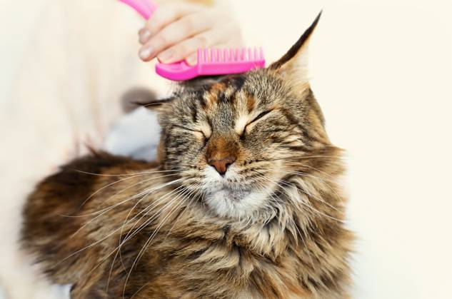 Cat grooming. Stroking cat , 33200518.jpg, cat, care, kitten, combing, kitty, caress, feline, pet, pussy, pussycat, animal, kindness RECORD DATE NOT STATED