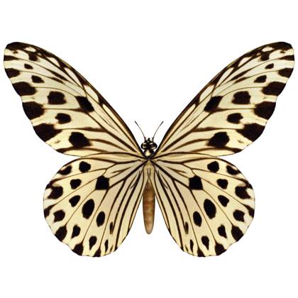 3D digital render of an idea leuconoe or Paper Kite, Rice Paper, or Large Tree Nymph butterfly isolated on white background , 13555284.jpg, Idea leuconoe, Paper Kite, Rice Paper, Large Tree Nymph, butterfly, isolated, white, background, Southeast Asia, Malaysia, Singapore, rare, insect, garden, nature, wildlife, fly, fragility, beautiful, summer, wing, wings, animal, biology, beauty, exotic, animals, spring, tropical, one, spotted, rice paper butterfly, insecta, fauna, nobody, pattern, spots, season, leopard, render, 3d, RECORD DATE NOT STATED