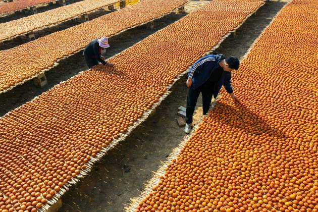 Bilder des Jahres 2023, News 10 Oktober News Themen der Woche KW43 News Bilder des Tages YUNCHENG, CHINA - OCTOBER 28: Villagers arrange persimmons to dry on October 28, 2023 in Wanrong County, Yuncheng City, Shanxi Province of China.  Copyright: xVCGx 111461617897