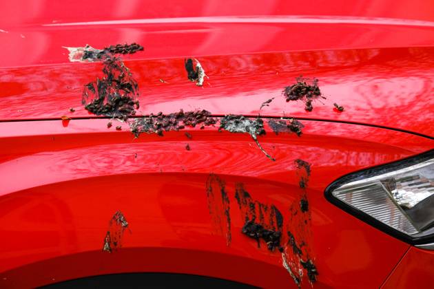 Düsseldorf 30.12.2023 Taubendreck Vogeldreck Taubenkot Vogelkot Vogelkacke Taubenkacke Baumparker Parken unter Baum Autolack Lack KFZ Auto PKW Autowäsche Waschanlage Reinigung Lackschaden Autoversicherung KFZ-Versicherung Kaskoversicherung Vollkasko Teilkasko Lackschaden Düsseldorf Nordrhein-Westfalen Deutschland
