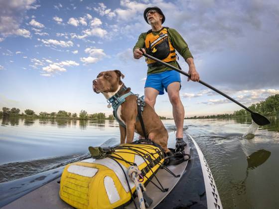 stand up paddling with a pitbull dog senior male paddling stand up paddleboard with his pitbull dog on lake in Colorado, summer scenery ,model released, Symbolfoto Copyright: xZoonar.com MarekxUliaszx 14067658 ,model released, Symbolfoto ,property released