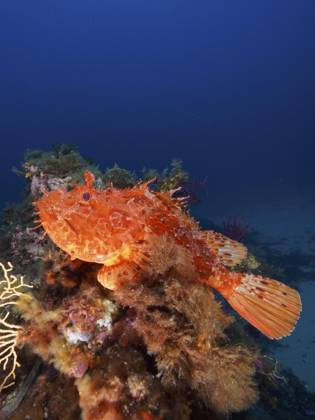Großer Roter Drachenkopf (Scorpaena scrofa), Meersau, im Mittelmeer bei Hyères. Tauchplatz Halbinsel Giens, Côte dAzur, Frankreich, Europa Copyright: imageBROKER/RolfxvonxRiedmatten ibxrvo09795905