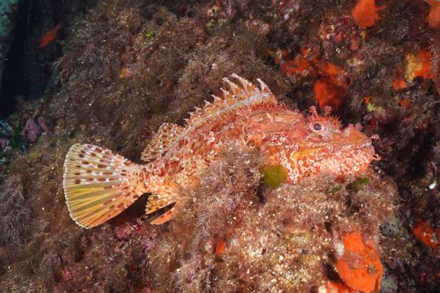 Großer Roter Drachenkopf (Scorpaena scrofa), Meersau, im Mittelmeer bei Hyères. Tauchplatz Halbinsel Giens, Côte dAzur, Frankreich, Europa Copyright: imageBROKER/RolfxvonxRiedmatten ibxrvo09795907