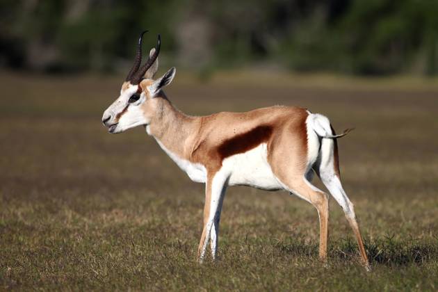 Male springbok antelope standing on the open grassland , 3091097.jpg, springbok, mammal, wild, animal, wildlife, antelope, antidorcas, nature, marsupialis, africa, african, safari, herbivore, outdoor, wilderness, southern, springbuck, watchful, south, ecology, conservation, natural, south-africa, alert, horns, unspoiled, male, habitat, park, national, environment, single, savanna, grass, portrait, RECORD DATE NOT STATED