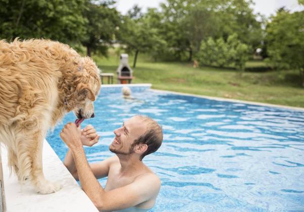 Happy man stroking golden retriever dog and enjoying in swimming pool model released, Symbolfoto property released, MAMF02897