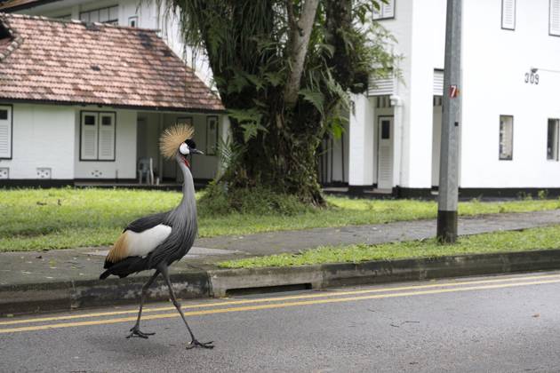 News Themen der Woche KW48 News Bilder des Tages (231201) -- SINGAPORE, Dec. 1, 2023 -- A grey crowned crane is seen at Hampstead Wetlands Park in Singapore, Dec. 1, 2023. (Photo by Xinhua) SINGAPORE-GREY CROWNED CRANE ThenxChihxWey 