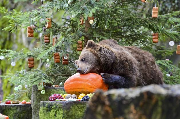 Bilder des Jahres 2023, Entertainment 12 Dezember Entertainment Themen der Woche KW51 Entertainment Bilder des Tages Traditional Bear Christmas took place at Medvedarium (bear enclosure) at Cesky Krumlov Castle and Chateau, Czech Republic, on December 24, 2023. In the moat where the three bears live, Jan Cerny, a bear breeder, and his friends prepared Christmas trees, which they decorated with various delicacies. They then put more food in other places in the enclosure. People could watch the oldest bear, Maria Theresa, and the younger ones, Vilem and Polyxena. For the second year, the Schwarzenberg Grenadier Guard of Honour supervised the Christmas feeding. (CTKxPhoto VaclavxPancer) CTKPhotoP2023122402792  CTKPhotoP2023122402792