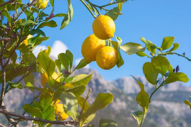 Reife Zitronen (Citrus × limon) an einem Baum, Zitronenbaum mit grünen Blättern und Blütenknospen vor einem blauen Himmel, Berge im Hintergrund, Tal von Soller, Biniaraix, Mallorca, Spanien, Europa Copyright: imageBROKER/CarolaxVahldiek ibxcva09967576.jpg