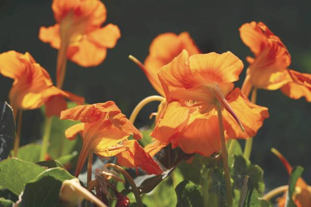 Grosse Kapuzinerkresse, Grosse Kapuziner-Kresse, Kapuzinerkresse, Kapuziner-Kresse (Tropaeolum majus), bluehend Indian cress, common nasturtium, garden nasturtium (Tropaeolum majus), blooming BLWS703052