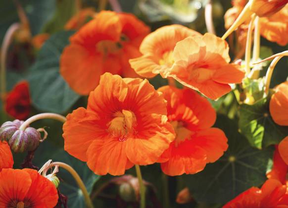 Grosse Kapuzinerkresse, Grosse Kapuziner-Kresse, Kapuzinerkresse, Kapuziner-Kresse (Tropaeolum majus), bluehend Indian cress, common nasturtium, garden nasturtium (Tropaeolum majus), blooming BLWS703055
