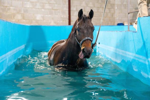 Pferd während einer Hydrotherapie auf einem Wasserlaufband in einem Schwimmbecken