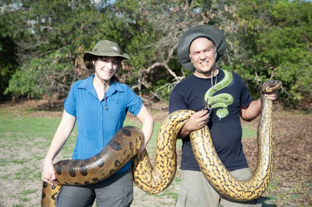 VIDEO: World s largest snake discovered in Amazon Rainforest and is 26ft long and weighs 440lbs Story from Jam Press (Biggest Snake) Pictured: Professor Jesus Rivas and his wife. VIDEO: World s largest snake discovered in Amazon Rainforest and is 26ft long and weighs 440lbs The world™s largest snake has been discovered in the Amazon Rainforest and is 26ft long and weighs 440 lbs. The Northern Green Anaconda is as thick as a car tyre with a head the size of a human™s. It was found by TV wildlife presenter Professor Freek Vonk in remote Brazil. The colossal snake is bigger than the previous biggest known species - the reticulated python. They average 20ft 5ins long. Before now, only one species of Green Anaconda also called t  Copyright: xJamxPress StudioxFreek,xAmsterdam.